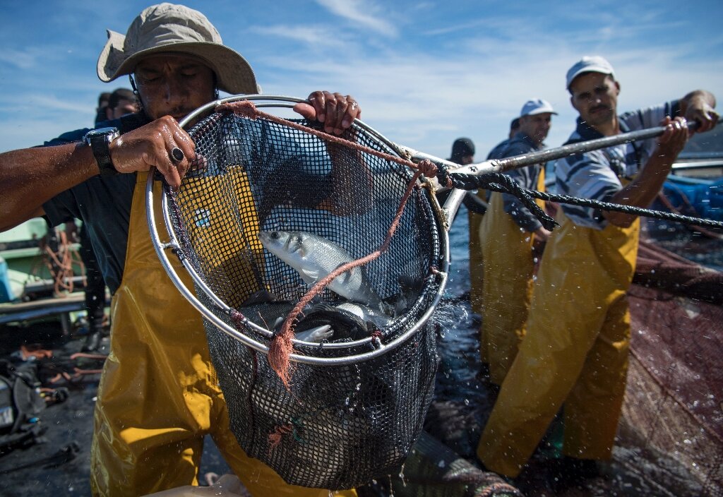 Fishing Reel - Seamar Fishing Morocco
