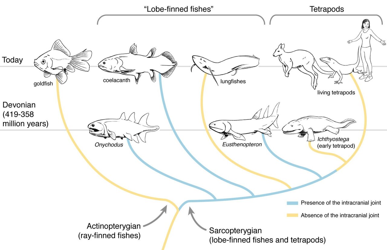 Fish that outlived dinosaurs reveals secrets of ancient skull evolution