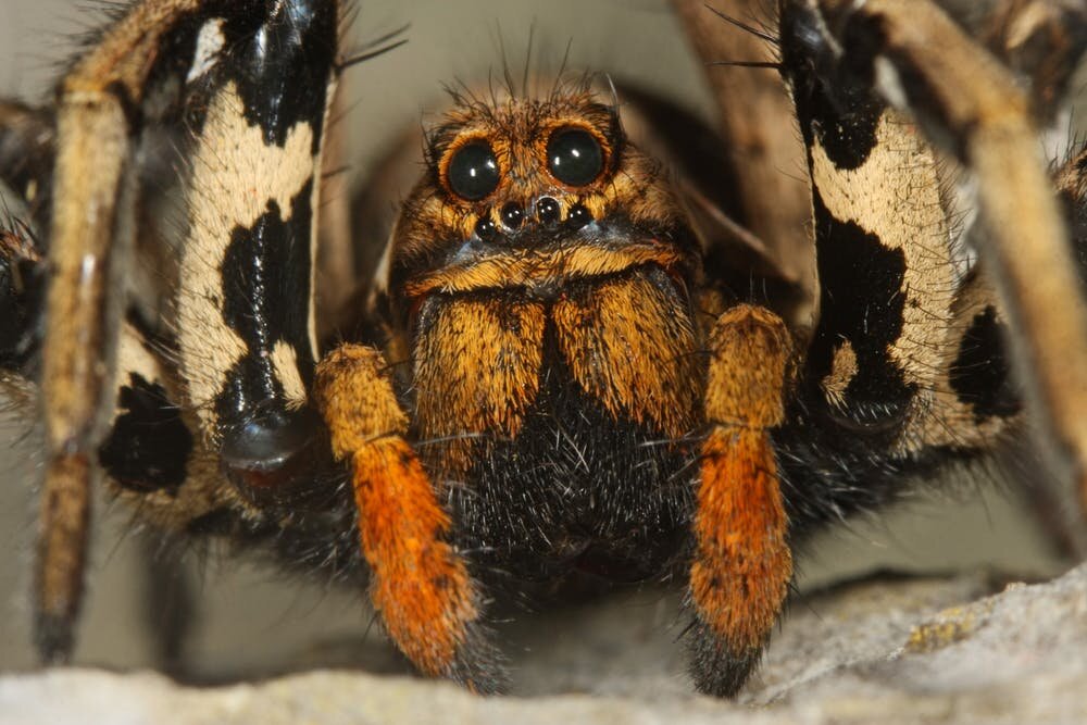 What Is the Phobia of Spiders Called?