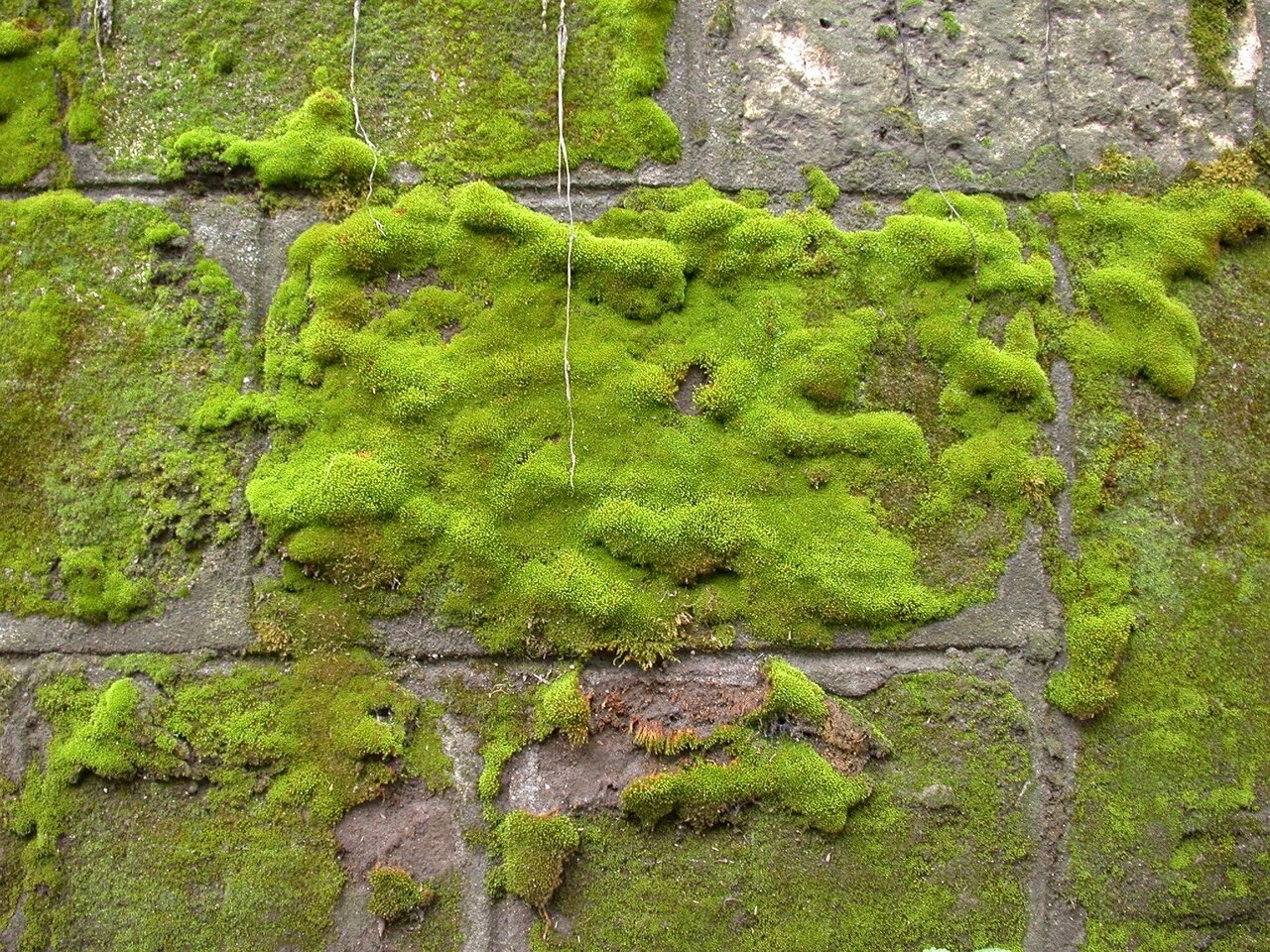 Start-up develops maintenance-free, evergreen moss façades for a