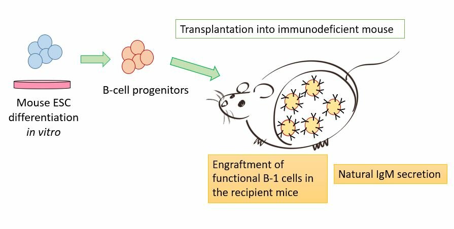 Mice cells. In vivo и in vitro что это такое. Immunodeficient. Transplantation splenocytes Mouse. Mouse in vivo Cancer.