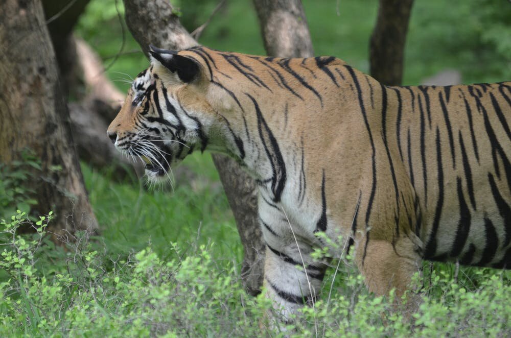 Conservation news on Tigers