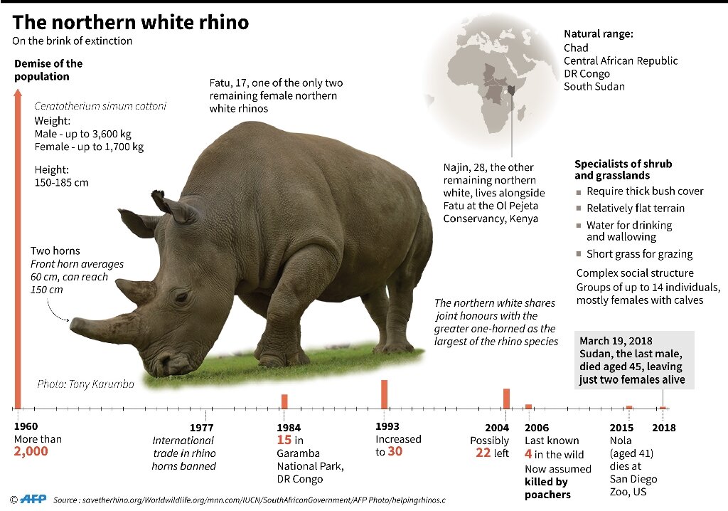 White rhino northern Scientists have