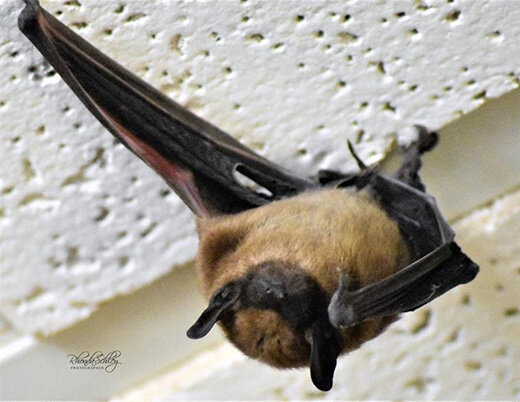 photo of Veterinarian says bats can be problem for pets, humans this time of year image