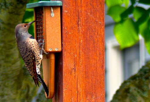 discover this kind of eyeport bird feeder