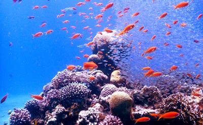 Study shows how vital coral algae adapts to warming seas - Phys.Org