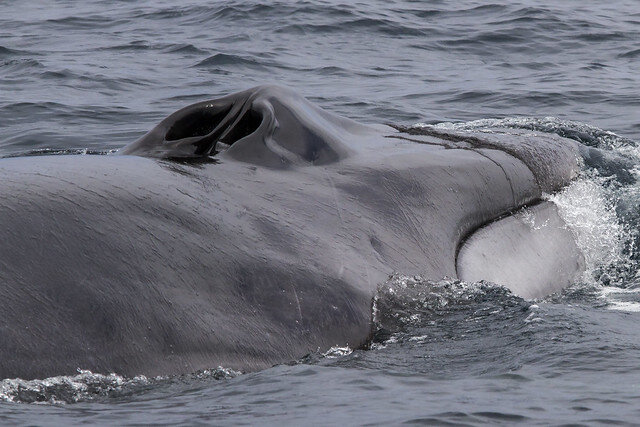 Fin Whale - Balaenoptera physalus - Carnivora