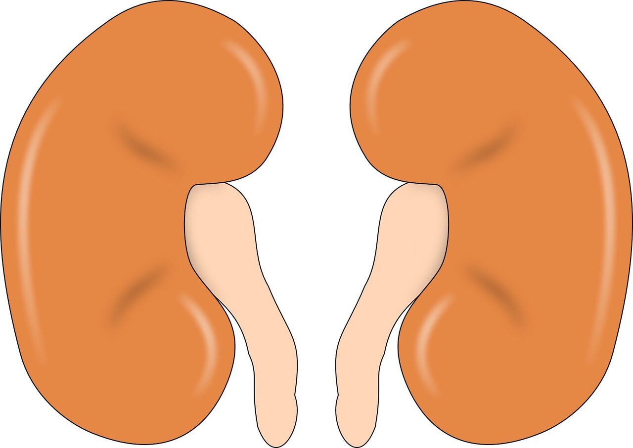 Stem cell scientists reveal key differences in how kidneys form in men