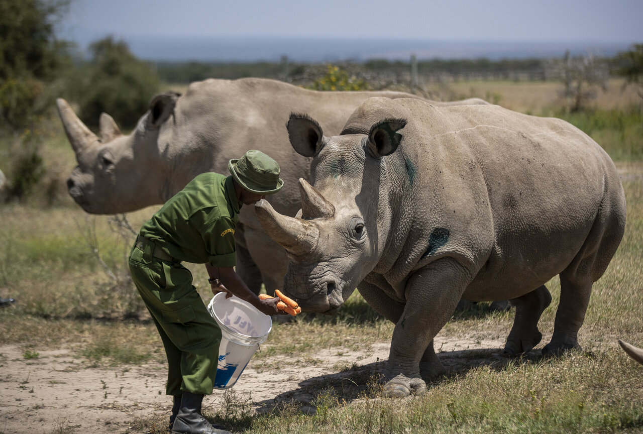 Female northern white rhinos Fatu, 19, right, and Najin, 30, left, the last...