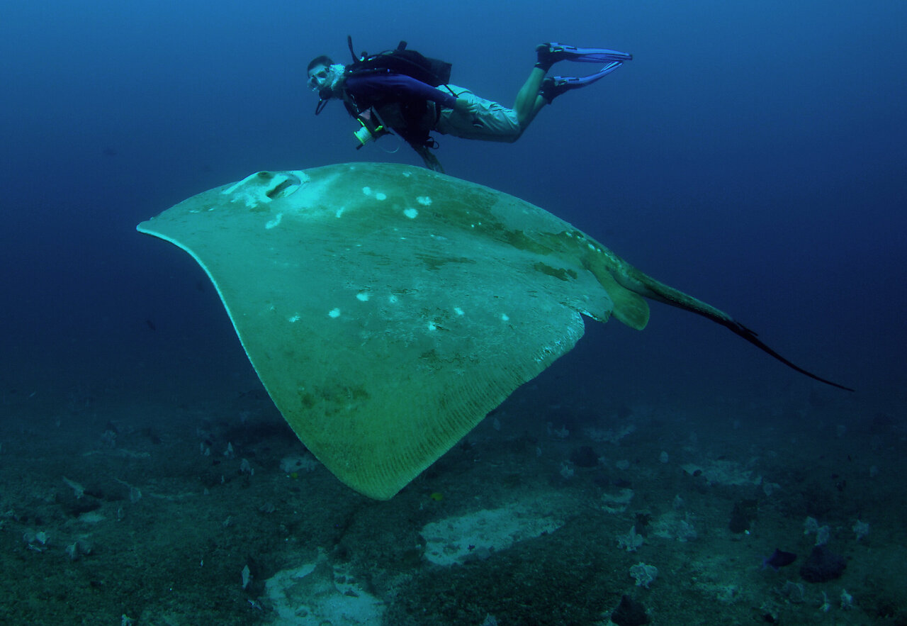 First study of world's largest marine stingray reveals long-distance