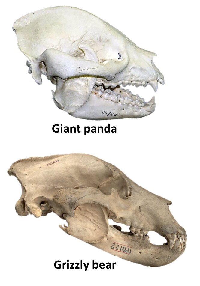 Bear bones. Ред Панда челюсть. Skull Panda.