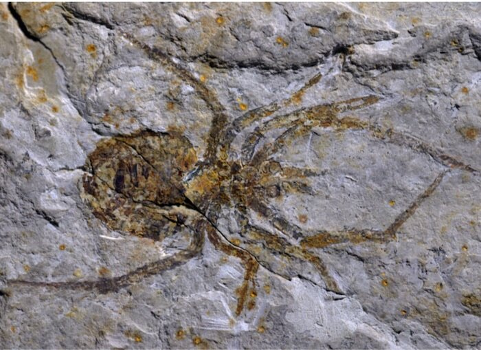 Image result for A 'Jackalope' of an ancient spider fossil deemed a hoax, unmasked as a crayfish