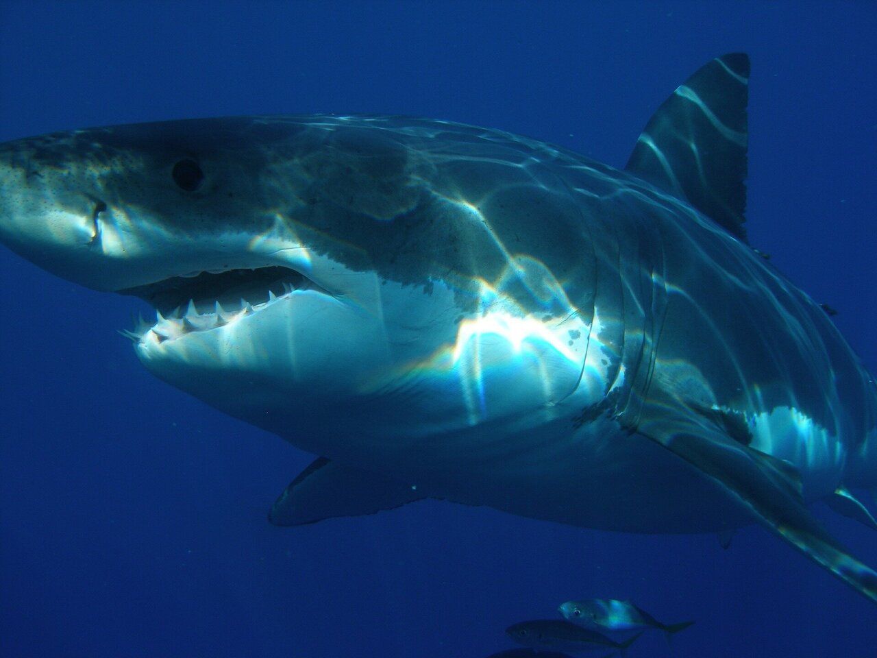 Study: 800 great white sharks have visited Cape Cod in recent years