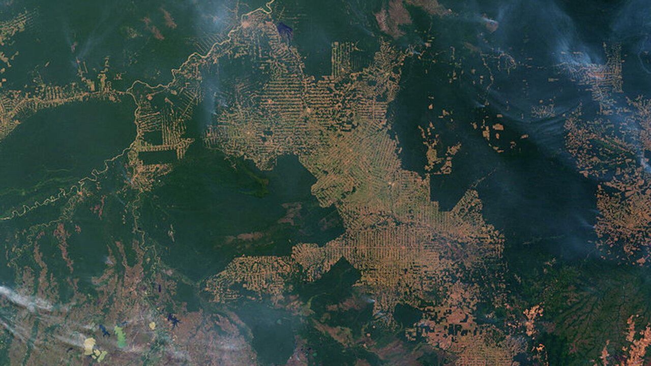 Amazon Rainforest Fires Everything You Need To Know
