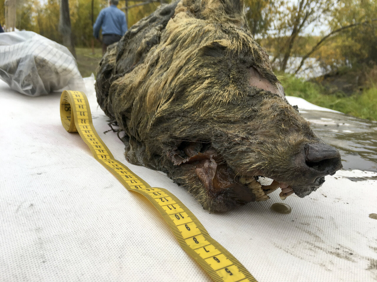 Perfectly preserved head of Ice Age wolf found in Siberia