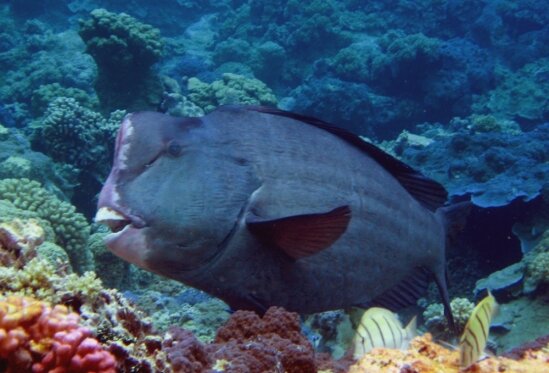 Scientists investigate the relationship between bumphead parrotfish and ...
