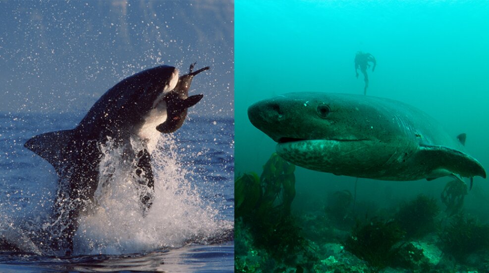 Miami Shark - SHARK ATTACK - Gameplay & Commentary [Free Flash