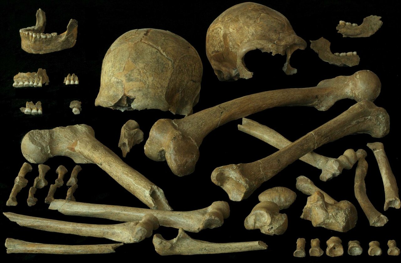 Patterns Of Diet And Mobility In The Last Neandertals And First Modern Humans