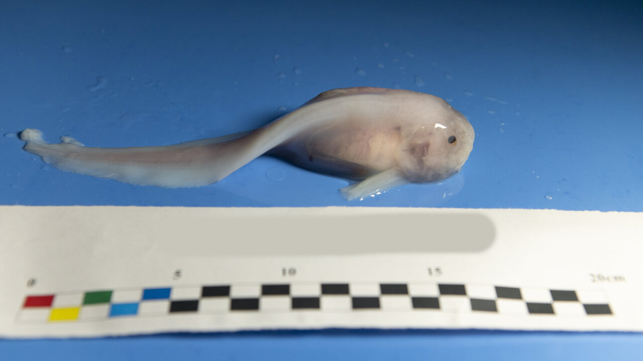 Sequencing of snailfish from Mariana Trench reveals clues on how it adapted  to live in such deep water