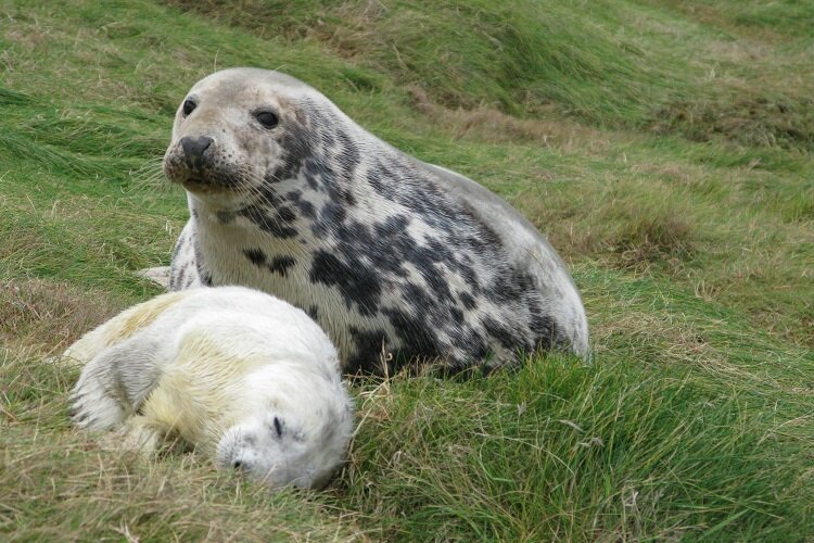 photo of Scientists develop new method to estimate seal breeding frequency image