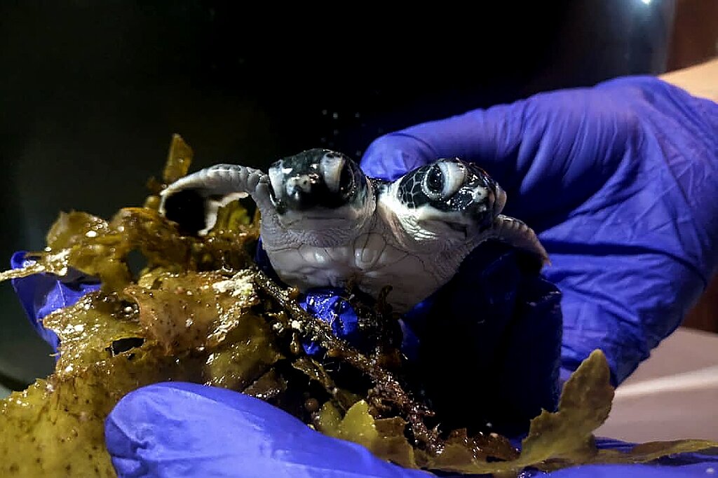 A baby turtle with two heads born in Malaysia.