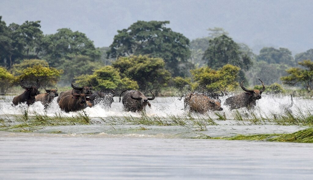 Rare rhinos among more than 200 animals killed by India floods
