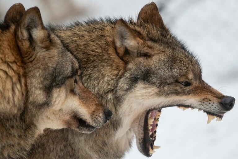 Wild Wolves In Crosshairs Of German Politics