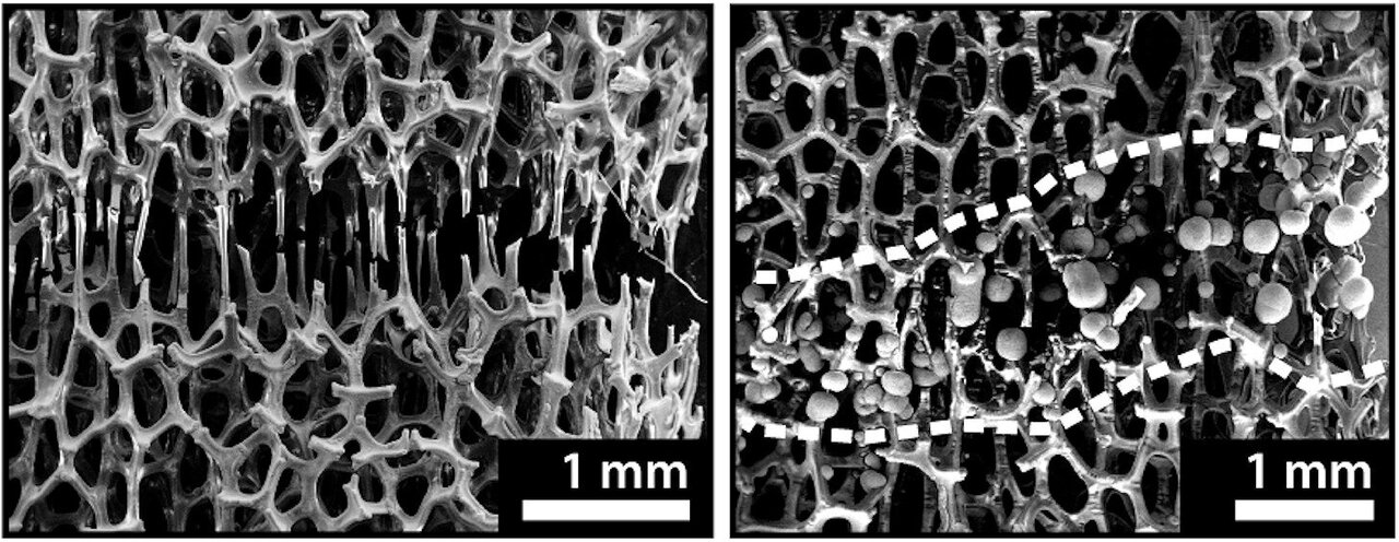 Engineers develop bone-like metal foam that can be 'healed' at room temperature
