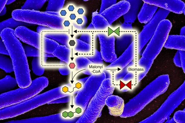 photo of A new way to control microbial metabolism image