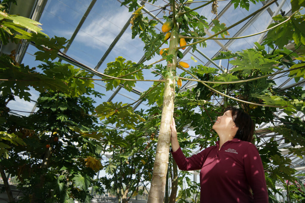 A Sex Determining Gene Might Help Guarantee Better Papaya Production
