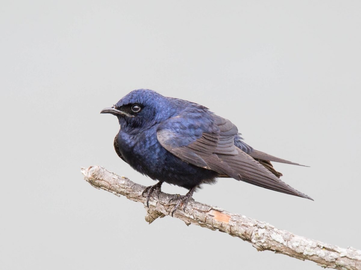 A (sorta) good news story about a songbird and climate change - Phys.Org