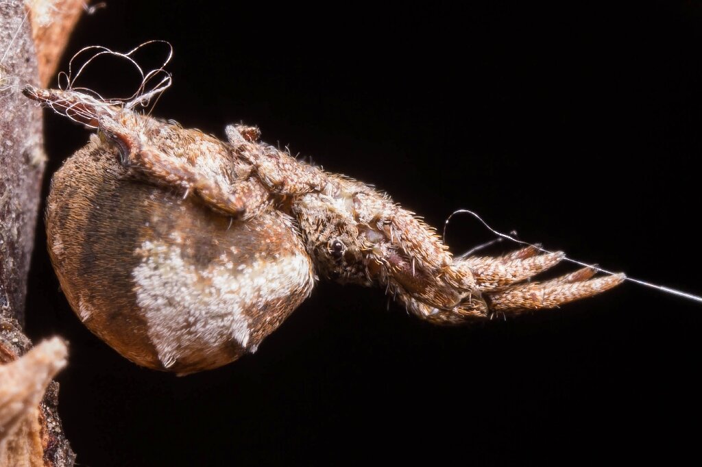 Untangling spider webs — Harvard Gazette