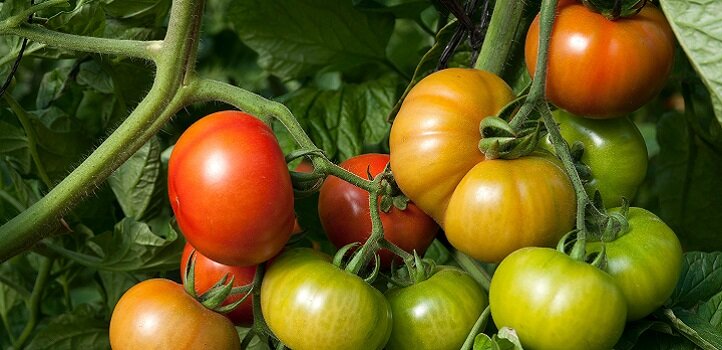 A symbiotic boost for greenhouse tomato plants - Phys.Org