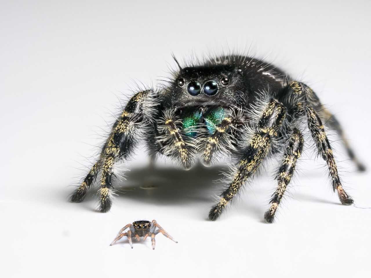 Baby jumping spiders can see nearly as well as their parents