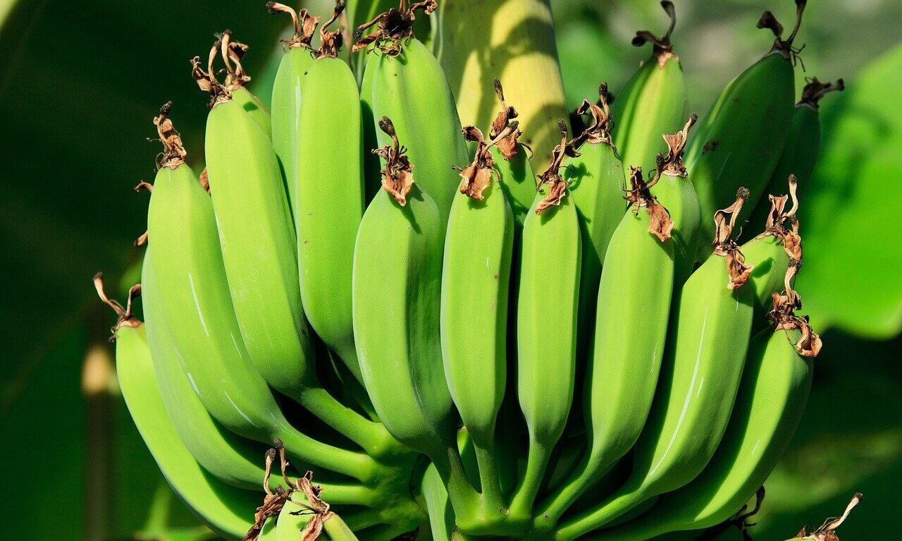 Is It Safe to Eat Banana Peels?