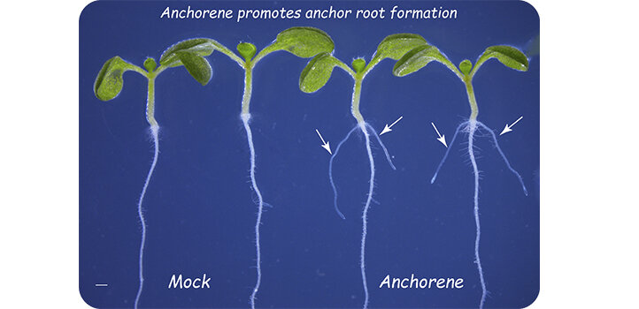 Better anchor roots help crops grow in poor soils