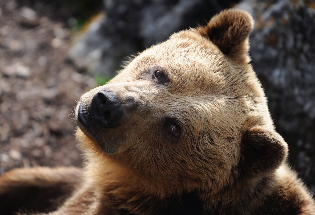 First brown bear sighting in Portugal in over a century