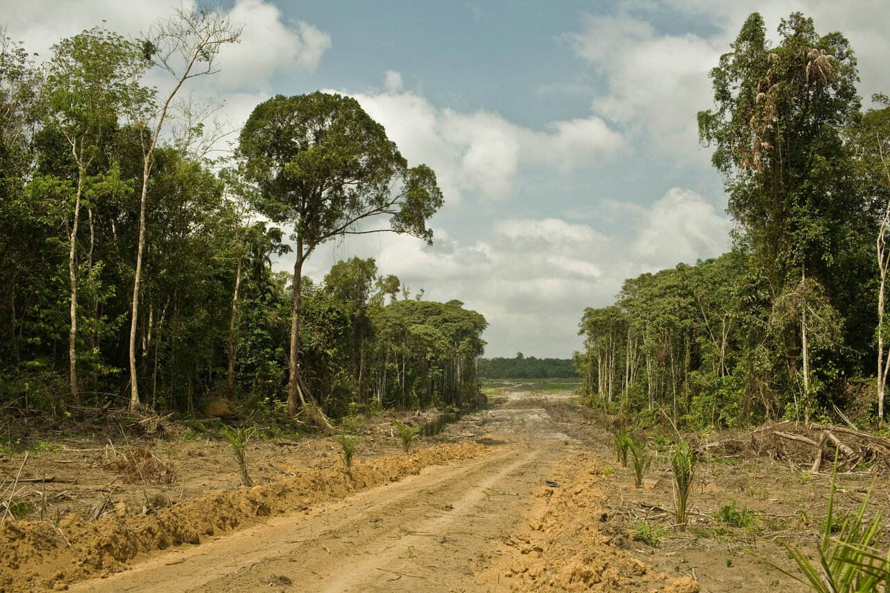 Вырубка леса в Малайзии