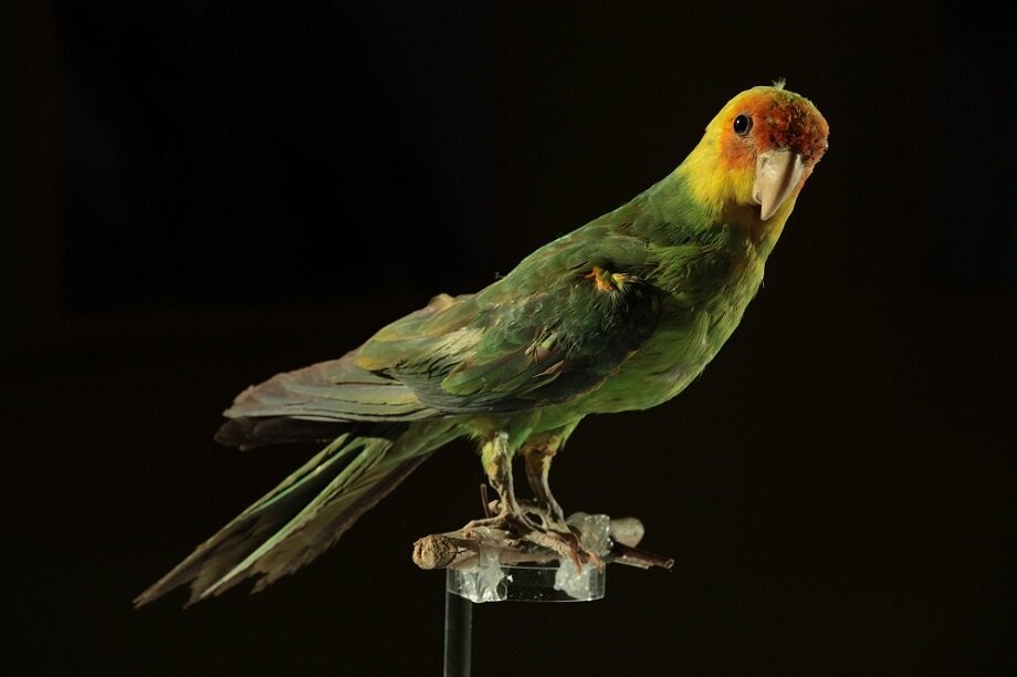 photo of Carolina parakeet extinction was driven by human causes, DNA sequencing reveals image