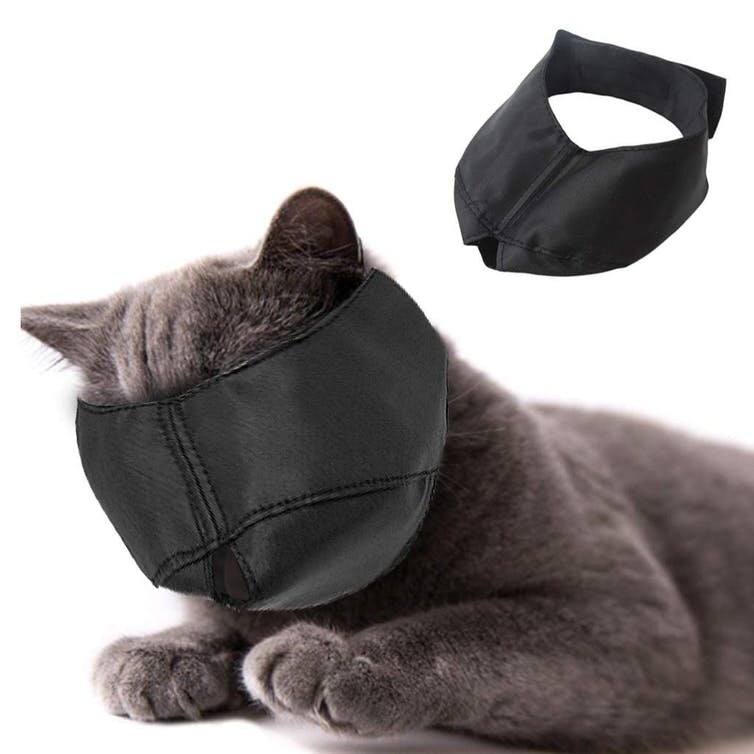 Cat muzzles: cruel or useful?