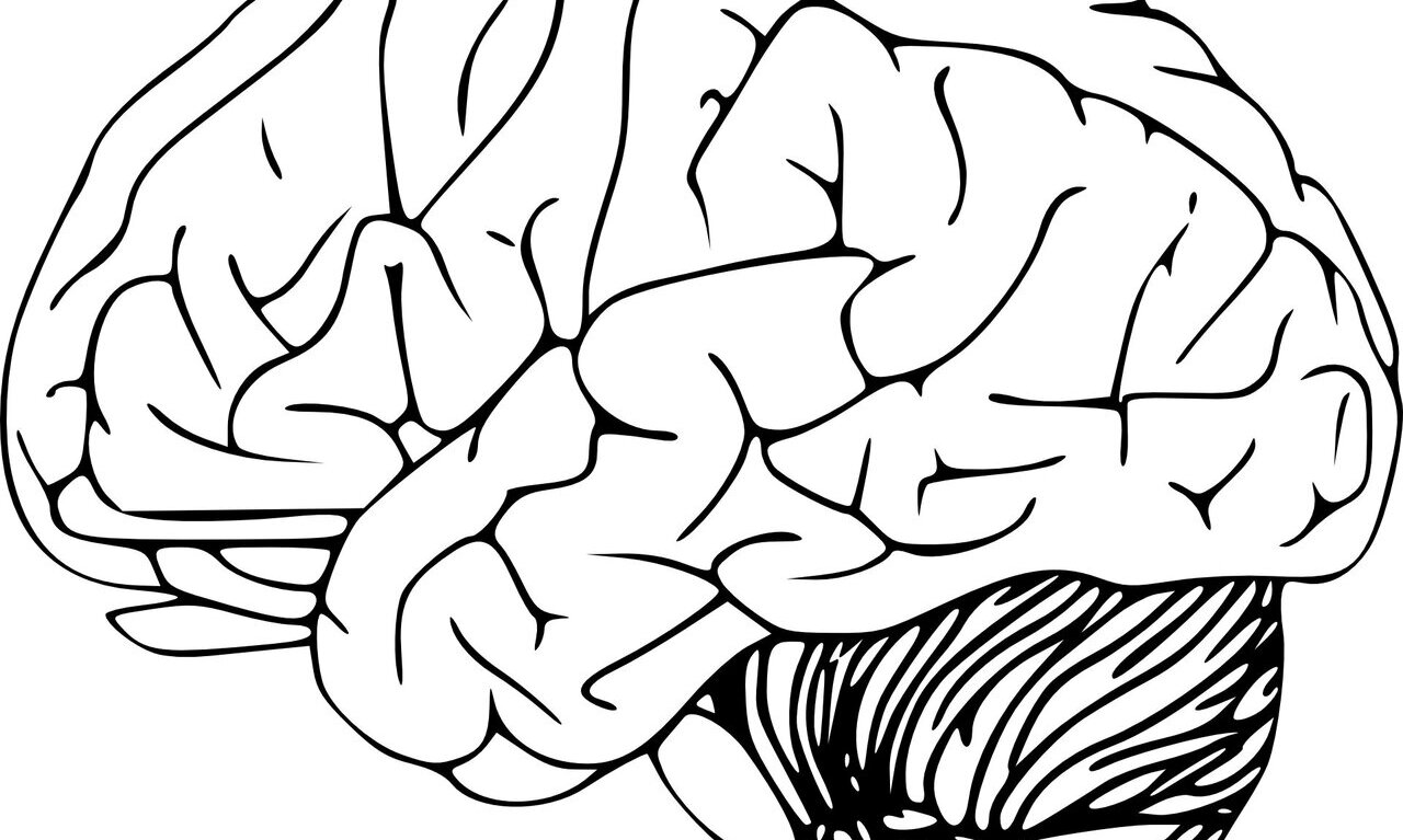 Как нарисовать мозг. Научный рисунок мозга. Мозг в латеральном ракурс рисунок. Coreldraw мозг клипарт.