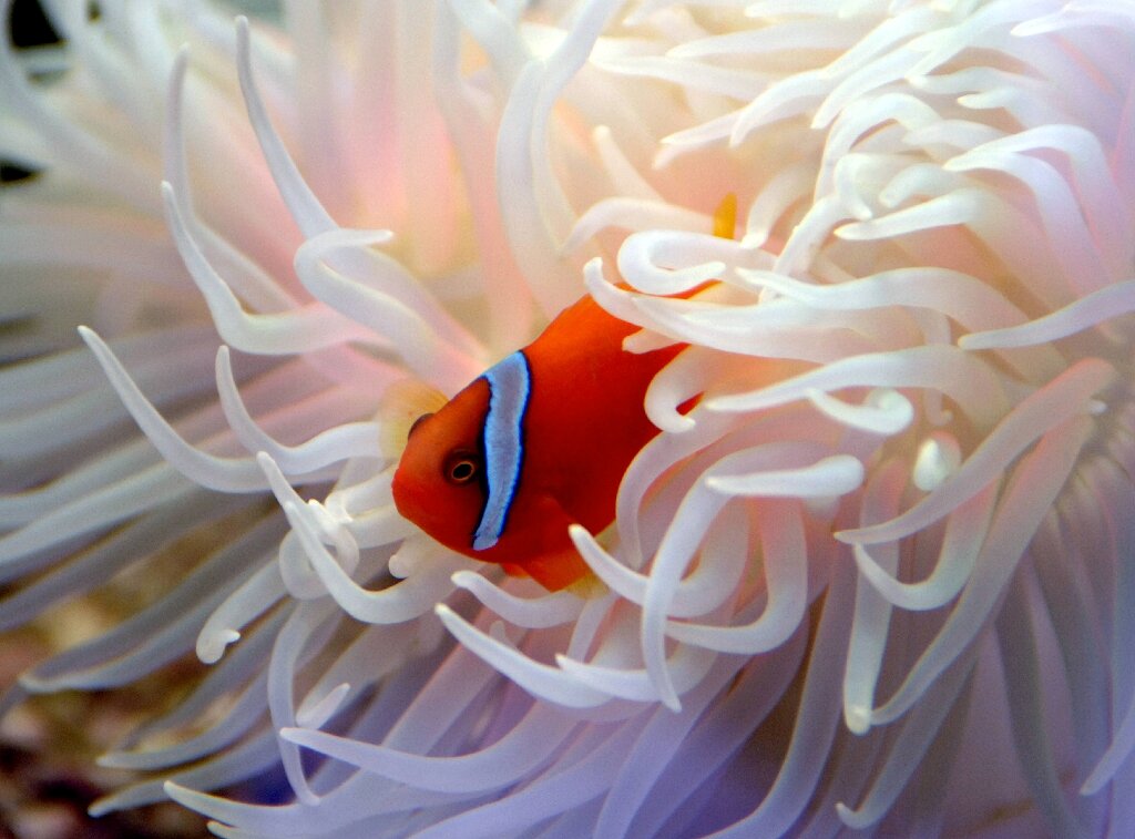 Losing Nemo: clownfish 'cannot adapt to climate change' - Phys.Org
