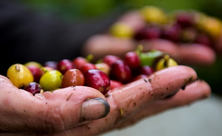 Why your morning coffee is facing extinction