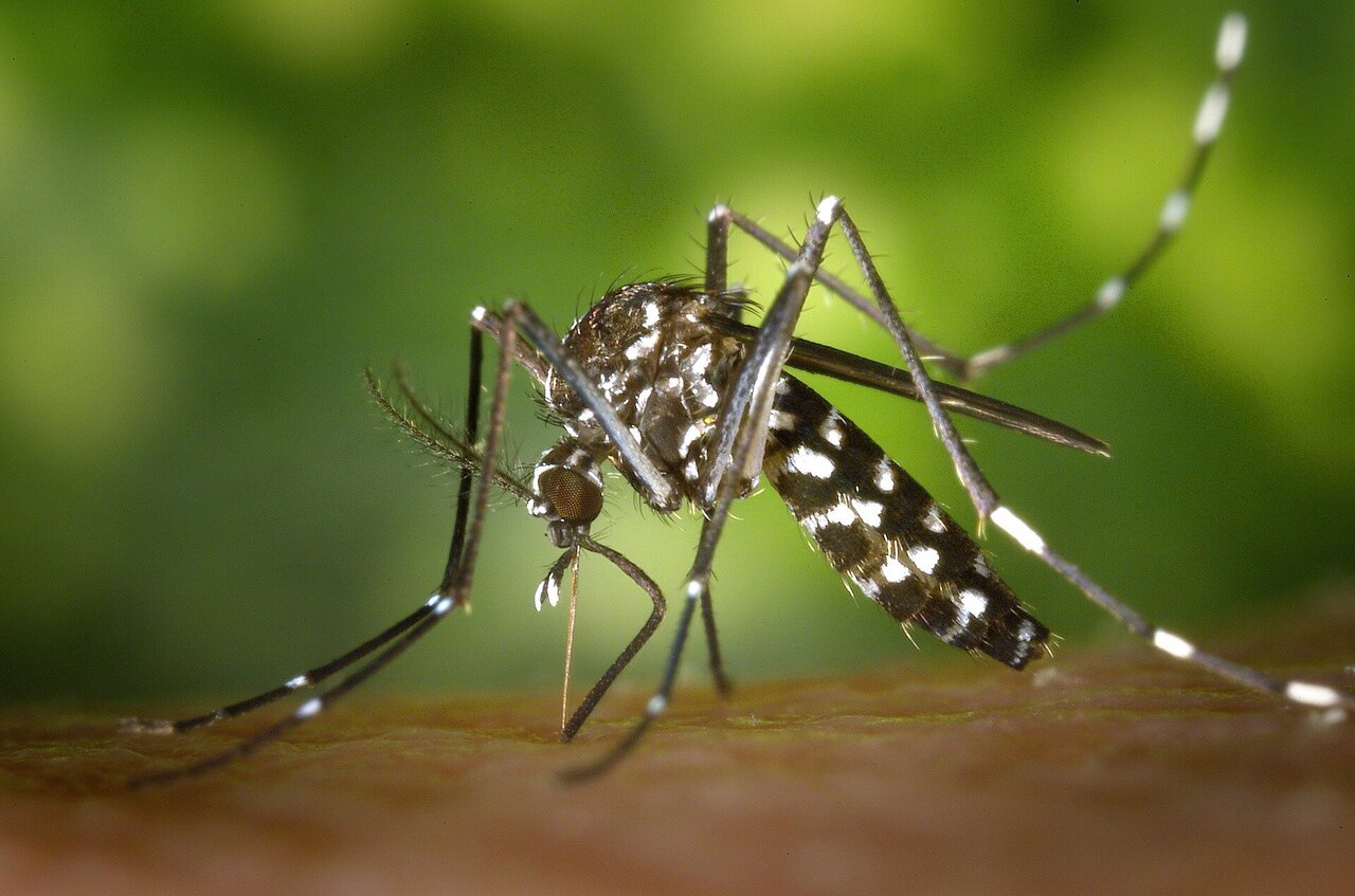Dengue cases soar to record high in Pakistan