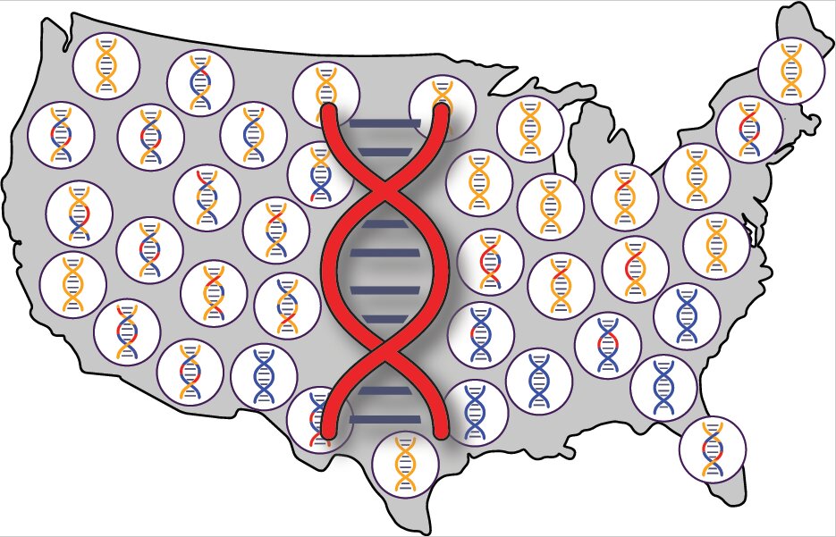 The genetic legacy of Native Americans can be found within the genomes of European and African descendants throughout the U.S.  Small segments of DNA inherited from Native American ancestors (red) can be found within genomes that show predominantly European (orange) or African (blue) genetic ancestry.

 