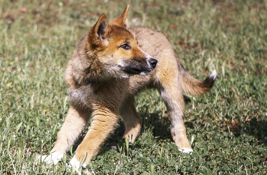 geluk groep optocht Lost pup turns out to be a rare purebred dingo