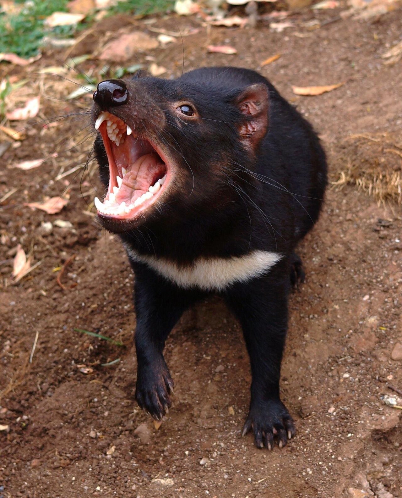 Do newly discovered mating habits of female Tasmanian devils help or hurt  the species?