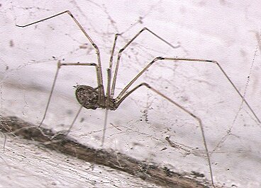 Myth buster: Daddy long legs are the most venomous spider in the world