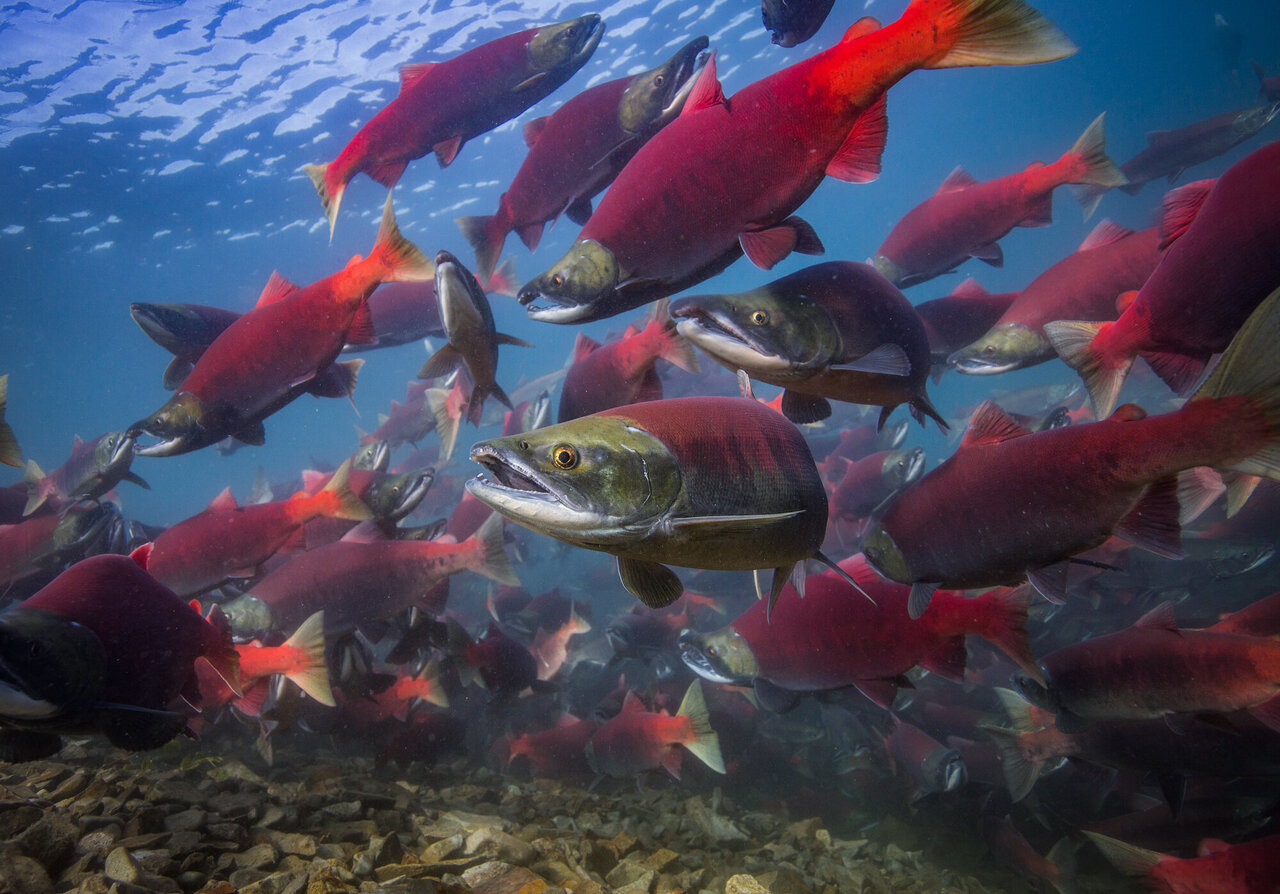 Early lives of Alaska sockeye salmon accelerating with climate change