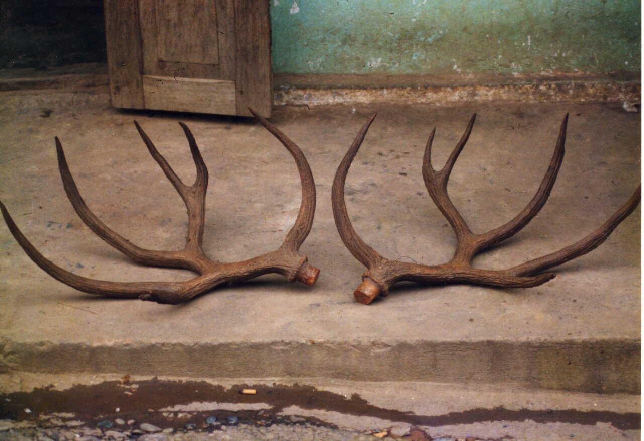 Researchers analyzed the condition of Schomburgk's deer antlers in the...